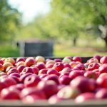 apples 1004886 1280