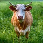 bull 2438032 1280