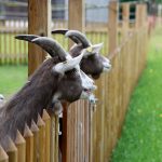goat 4221550 1280