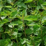 nettle 785292 1280