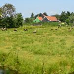 Lantlig miljö